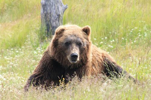 В Приморье бурый медведь ворвался в дачный дом и задрал двух мужчин